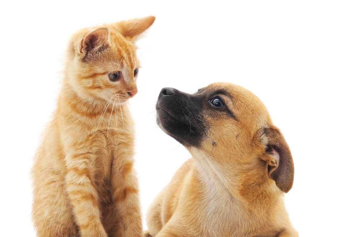 Gatto o cane: quale scegliere per la casa? Vita domestica: il miglior animale da compagnia. Gatto o cane: la scelta giusta per il tuo stile di vita. 